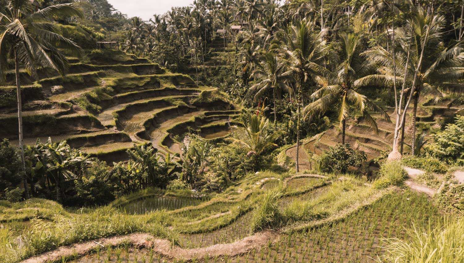 Tegalalang